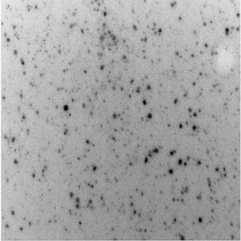 PVP修饰硫化铜纳米颗粒